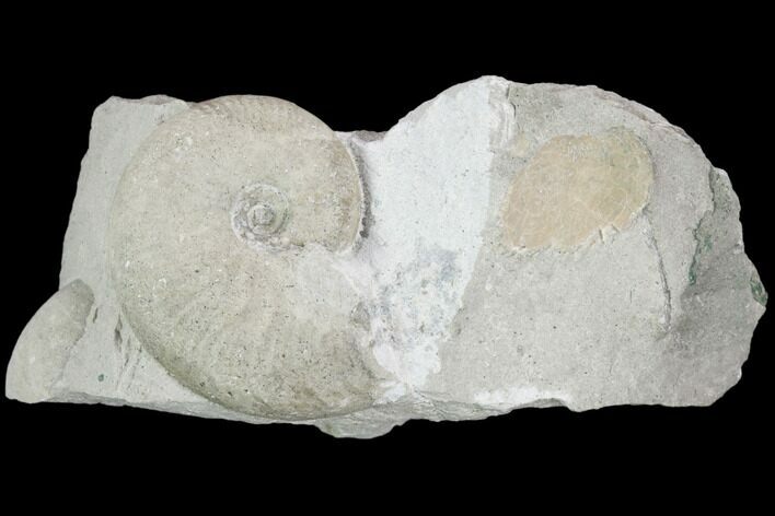 Ammonite (Taramelliceras) Fossil on Rock - Germany #125879